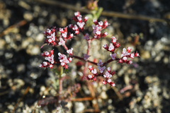 Ramona spineflower (Chorizanthe leptotheca)