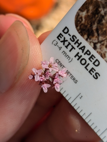 Ramona spineflower (Chorizanthe leptotheca)