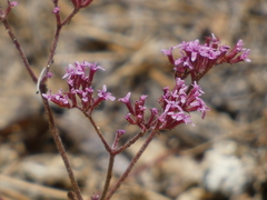 Ramona spineflower (Chorizanthe leptotheca)