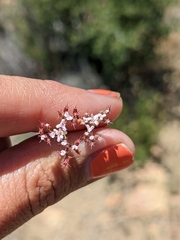 Ramona spineflower (Chorizanthe leptotheca)
