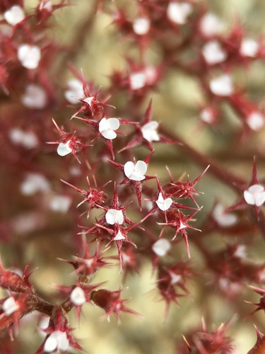 Ramona spineflower (Chorizanthe leptotheca)