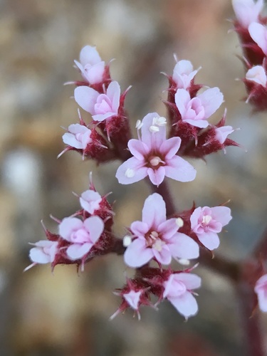 Ramona spineflower (Chorizanthe leptotheca)