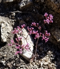 Ramona spineflower (Chorizanthe leptotheca)