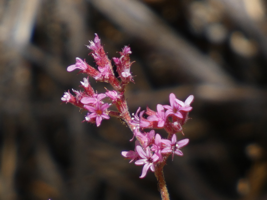 Ramona spineflower (Chorizanthe leptotheca)