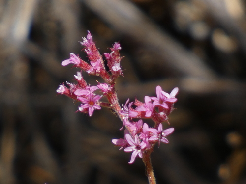 Ramona spineflower (Chorizanthe leptotheca)