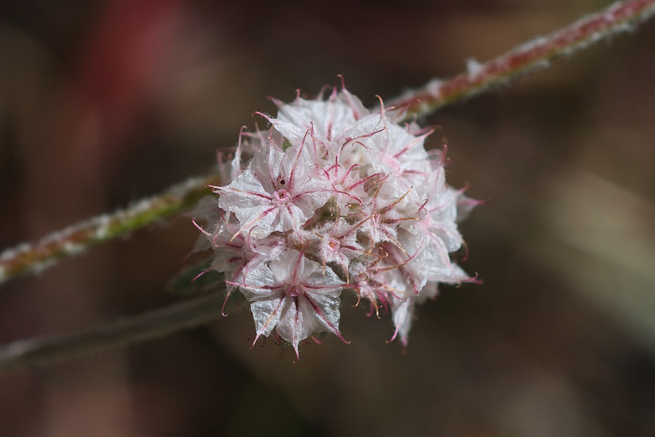 Pink spineflower: Chorizanthe membranacea - native to California and Oregon. Common name: Pink Spineflower Photographed along CA 20 just east of CA 16, Colusa County, Northern Ca