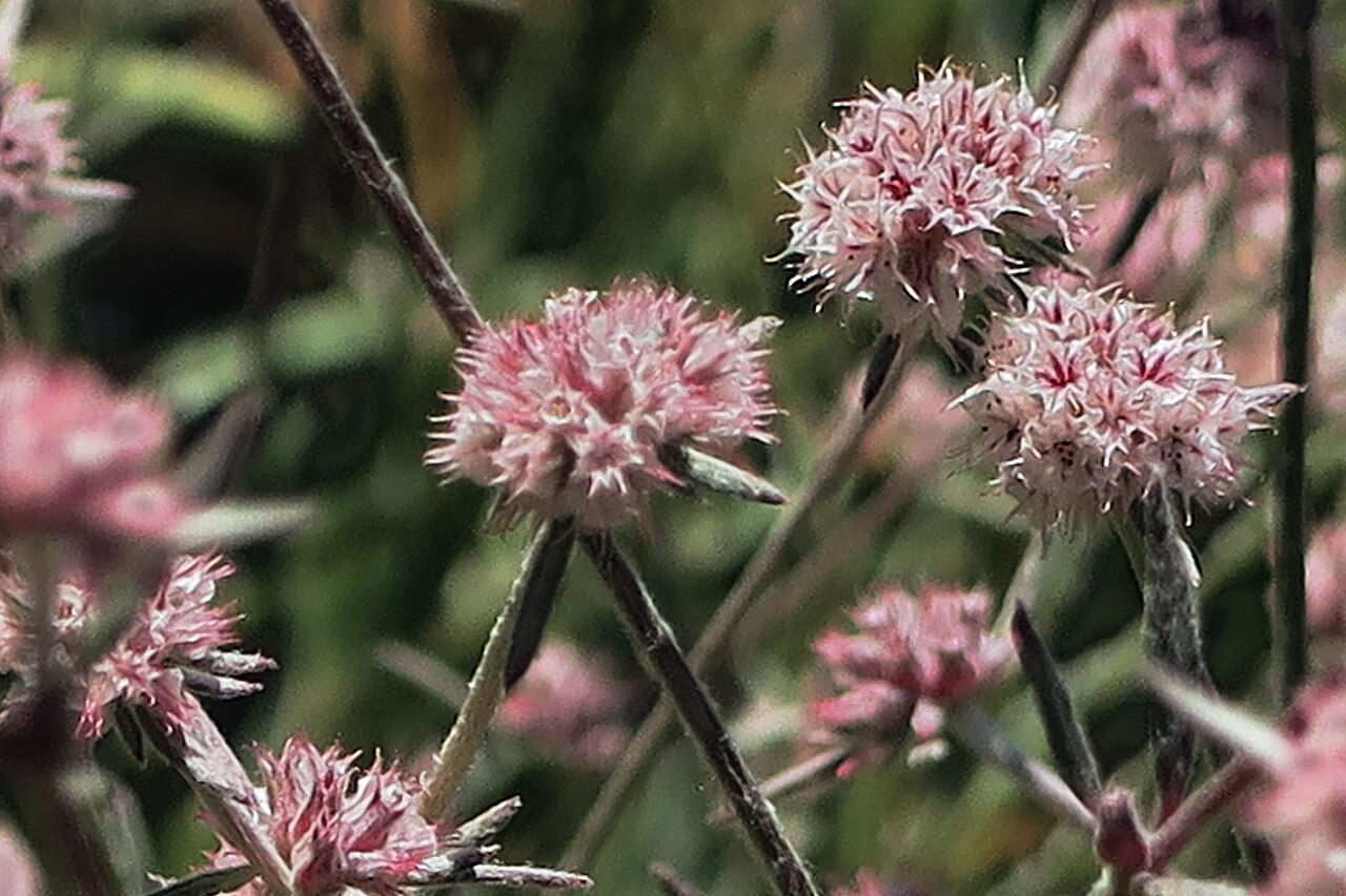Pink spineflower: Chorizanthe membranacea—Pink Spineflower. "Pink spineflower is widespread and often locally common in the Coast Ranges of southwestern Oregon and California and