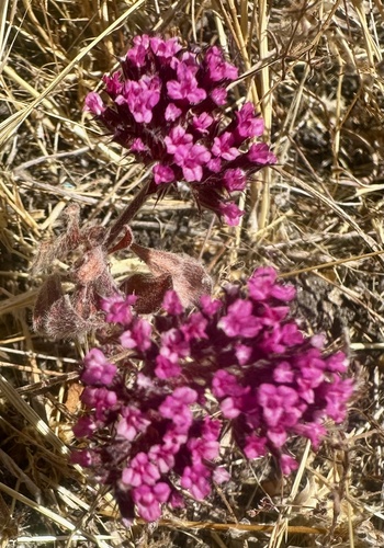Spoonsepal spineflower (Chorizanthe obovata)