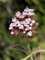 Spoonsepal spineflower (Chorizanthe obovata)
