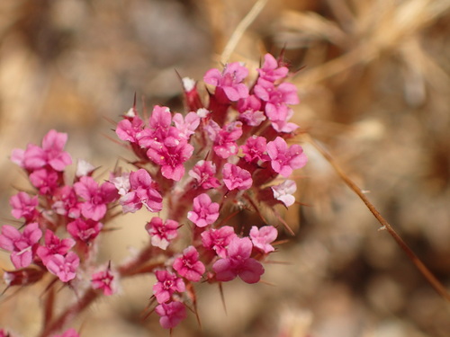 Spoonsepal spineflower (Chorizanthe obovata)