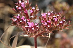 Spoonsepal spineflower (Chorizanthe obovata)