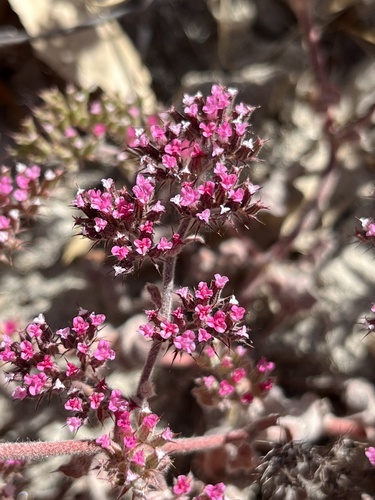 Spoonsepal spineflower (Chorizanthe obovata)