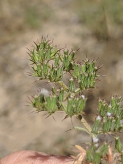 Spoonsepal spineflower (Chorizanthe obovata)