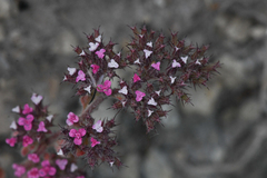 Spoonsepal spineflower (Chorizanthe obovata)