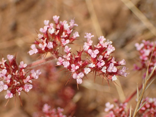 Spoonsepal spineflower (Chorizanthe obovata)