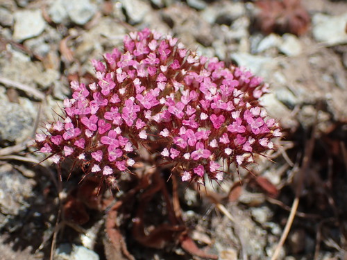 Spoonsepal spineflower (Chorizanthe obovata)