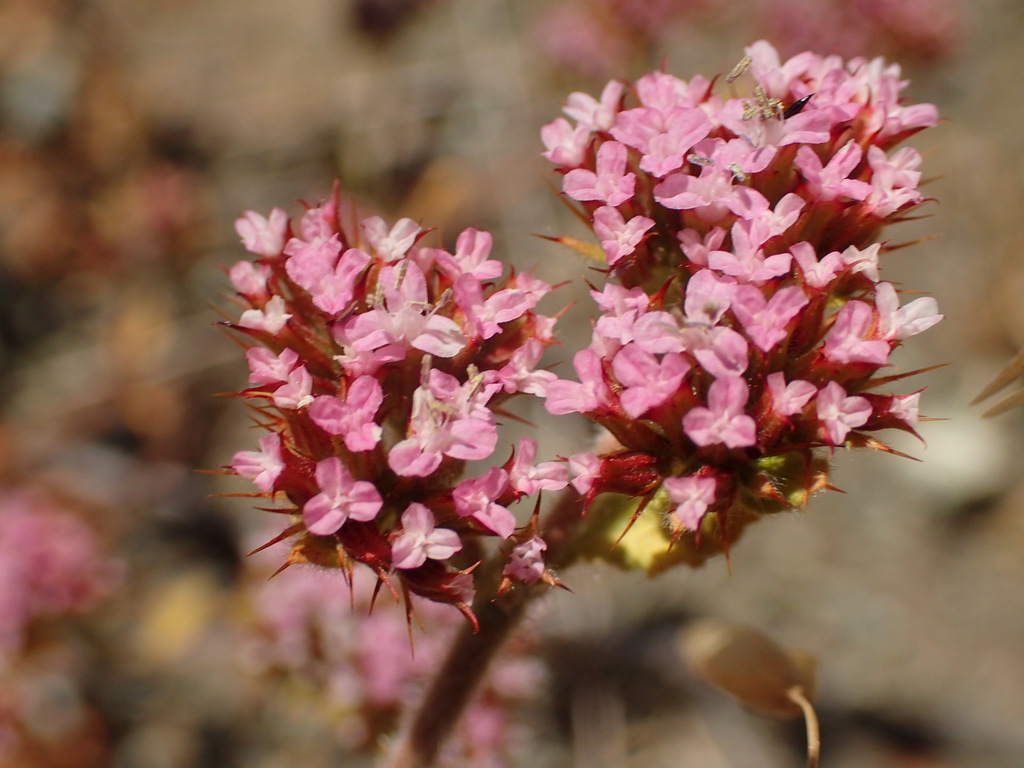 Spoonsepal spineflower (Chorizanthe obovata)