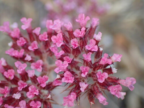 Spoonsepal spineflower (Chorizanthe obovata)