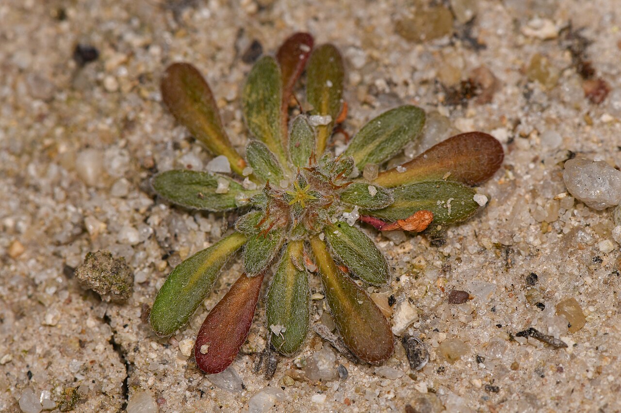 San Diego spineflower: Orcutt's spineflower ( Chorizanthe orcuttiana ) in the United States