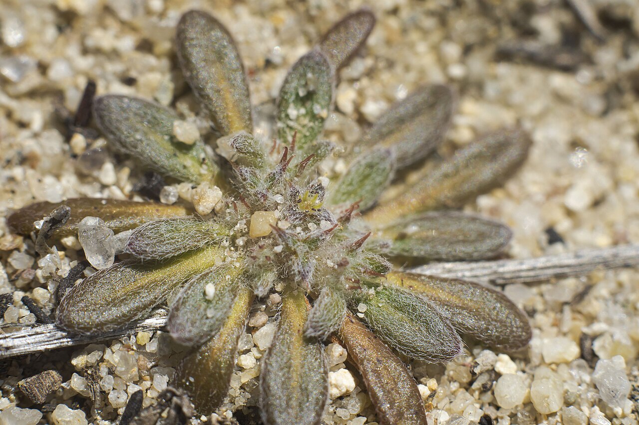 San Diego spineflower: Orcutt's spineflower ( Chorizanthe orcuttiana ) in the United States