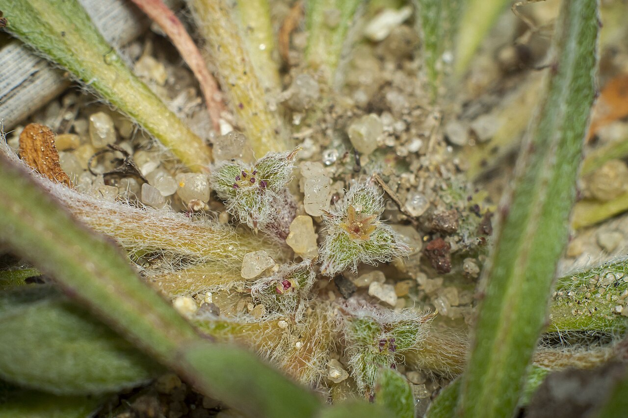 San Diego spineflower: Orcutt's spineflower ( Chorizanthe orcuttiana ) in the United States