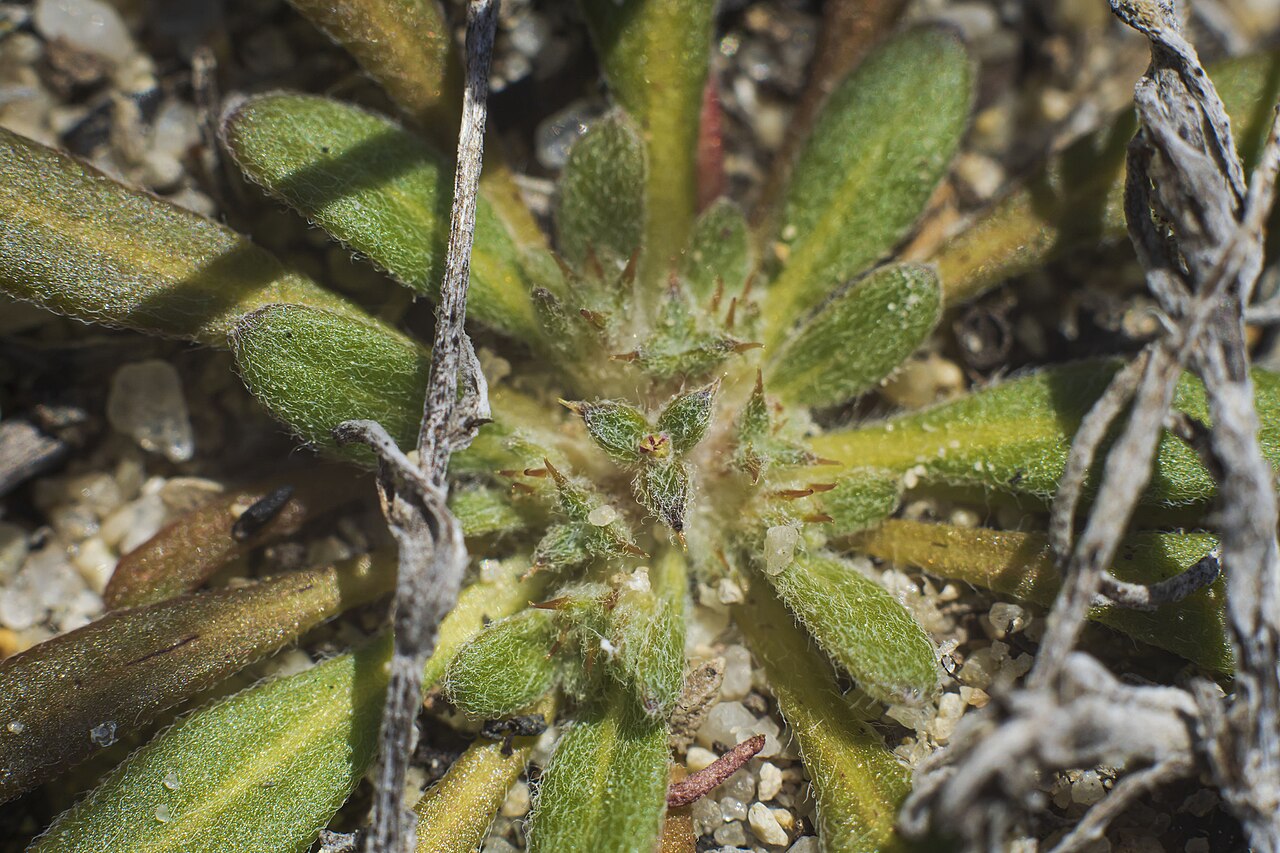 San Diego spineflower: Orcutt's spineflower ( Chorizanthe orcuttiana ) in the United States