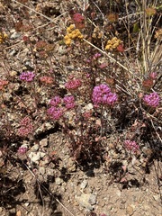 Palmer's spineflower (Chorizanthe palmeri)