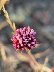 Palmer's spineflower (Chorizanthe palmeri)