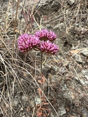 Palmer's spineflower (Chorizanthe palmeri)