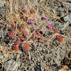 Palmer's spineflower (Chorizanthe palmeri)