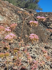 Palmer's spineflower (Chorizanthe palmeri)