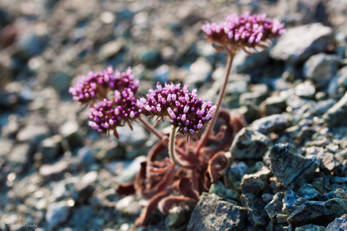 Palmer's spineflower (Chorizanthe palmeri)