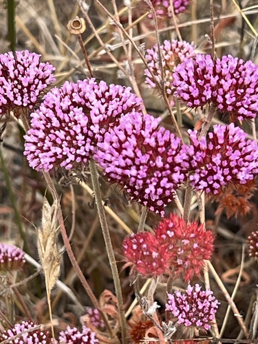 Palmer's spineflower (Chorizanthe palmeri)
