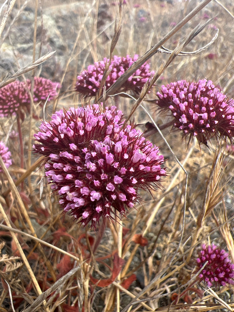 Palmer's spineflower (Chorizanthe palmeri)