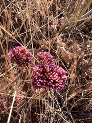 Palmer's spineflower (Chorizanthe palmeri)