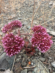 Palmer's spineflower (Chorizanthe palmeri)