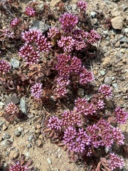Palmer's spineflower (Chorizanthe palmeri)