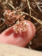 San Bernardino spineflower (Chorizanthe parryi)