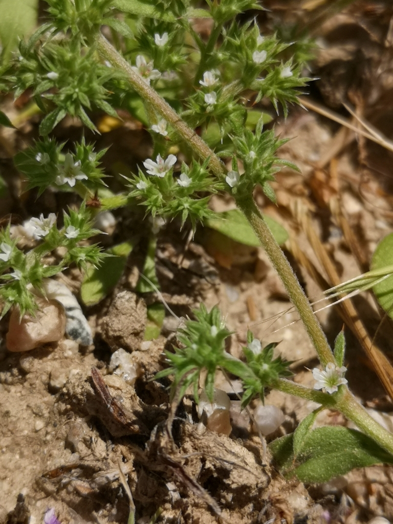 San Bernardino spineflower (Chorizanthe parryi)