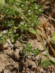 San Bernardino spineflower (Chorizanthe parryi)