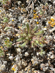 Knotweed spineflower (Chorizanthe polygonoides)