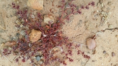 Knotweed spineflower (Chorizanthe polygonoides)