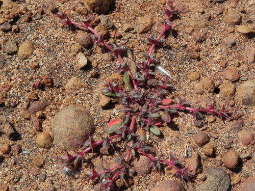 Knotweed spineflower (Chorizanthe polygonoides)