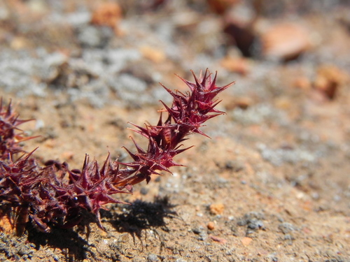 Knotweed spineflower (Chorizanthe polygonoides)