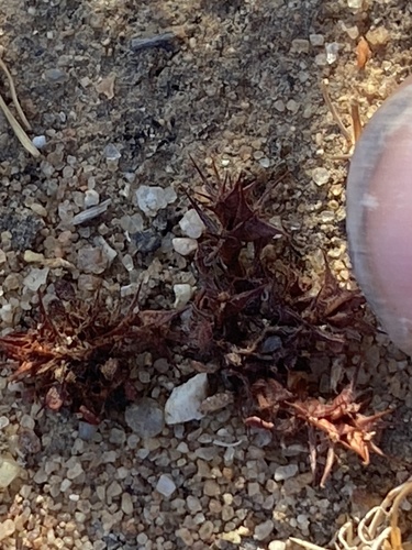 Knotweed spineflower (Chorizanthe polygonoides)