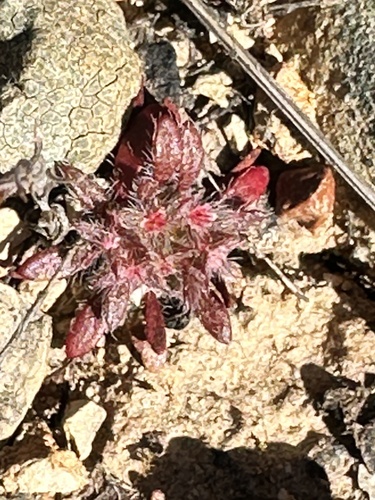 Knotweed spineflower (Chorizanthe polygonoides)