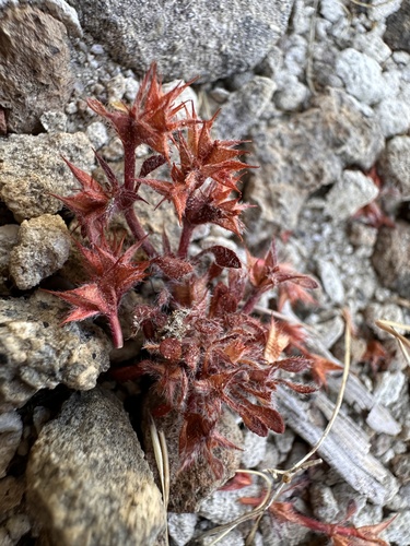 Knotweed spineflower (Chorizanthe polygonoides)