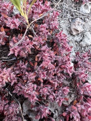 Knotweed spineflower (Chorizanthe polygonoides)