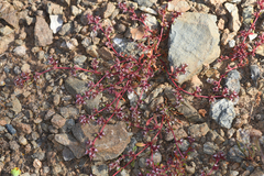 Knotweed spineflower (Chorizanthe polygonoides)