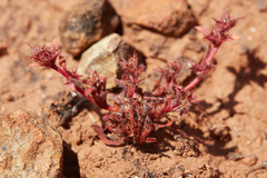Knotweed spineflower (Chorizanthe polygonoides)